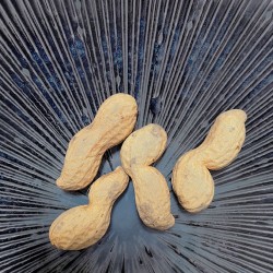 Assiette COSMOS du Japon