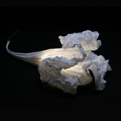 Lampe à poser ou Applique...