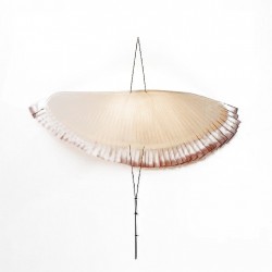 Oiseau à plumes colorées de C. Wright