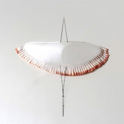 L’OISEAU À PLUMES COLORÉE...